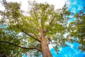 Cane Savannah, SC Tree Care Company
