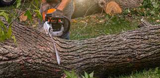Lawn Watering Services in Cane Savannah, SC