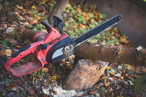 How Our Tree Care Process Works  in  Cane Savannah, SC